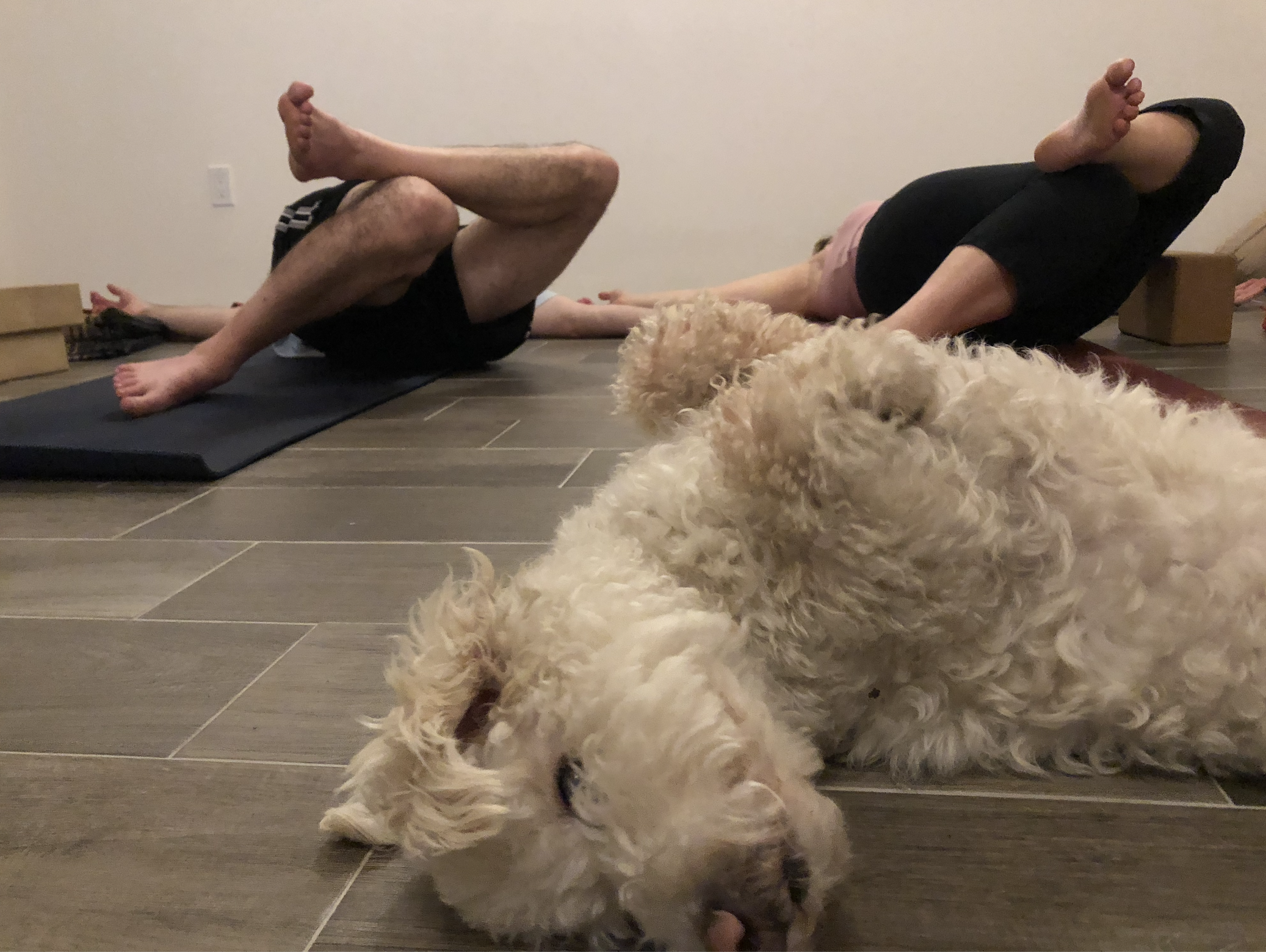The studio dog resting beside students