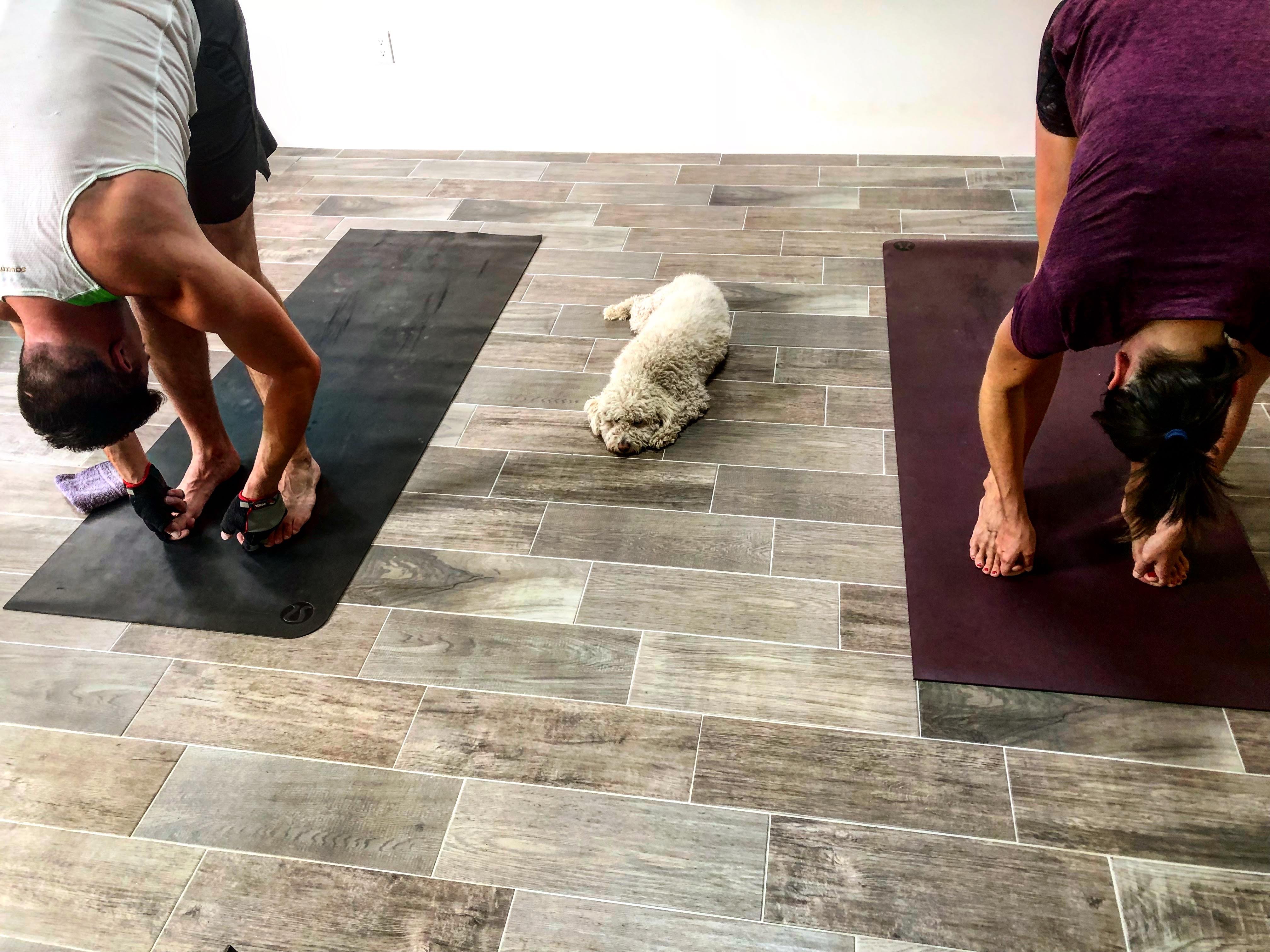 Two students in a standing forward fold with the studio dog resting between their mats